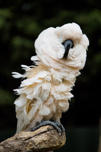 Close-up of a umbrella cockatoo