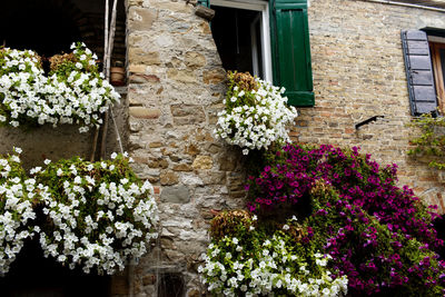 Flowers in front of building