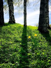 Scenic view of grassy field against trees