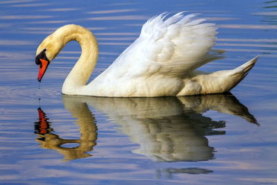 Swan swimming in lake