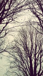 Low angle view of bare trees against sky