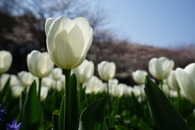 Close-up of flower blooming in field