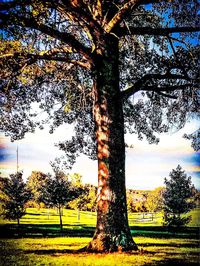 Trees on field against sky