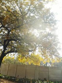 Trees growing in sunlight