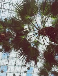 Low angle view of tree against sky