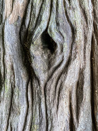 Full frame shot of tree trunk
