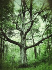 Trees growing in a park