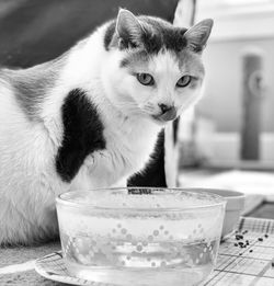 Close-up of a cat looking away