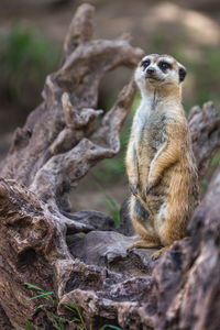 Portrait of single meerkat or suricate standing with blurred background