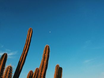 Low angle view of cactus against clear blue sky