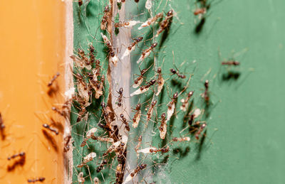 Close-up of caterpillar on wall