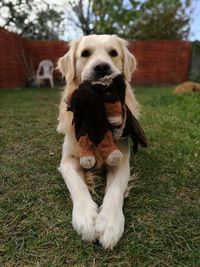 Portrait of dog sitting on grass