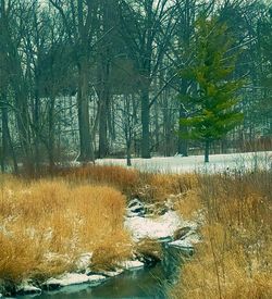 Scenic view of lake in forest during winter