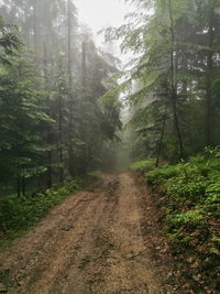 Dirt road along trees in forest