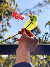 Midsection of person holding apple on plant