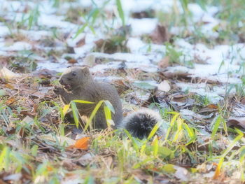 View of sheep on field