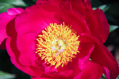 Close-up of passion flower blooming outdoors