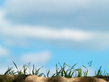 Close-up of plants against sky