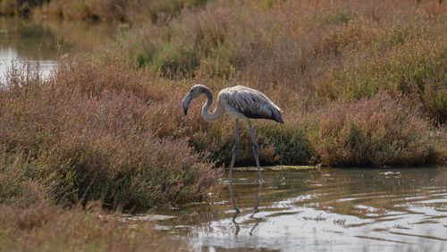 Bird standing in lake