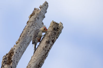 Red bellied woodpecker perched in tree