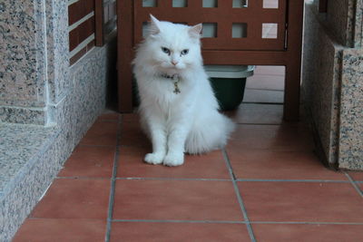 Portrait of white cat on tiled floor against building