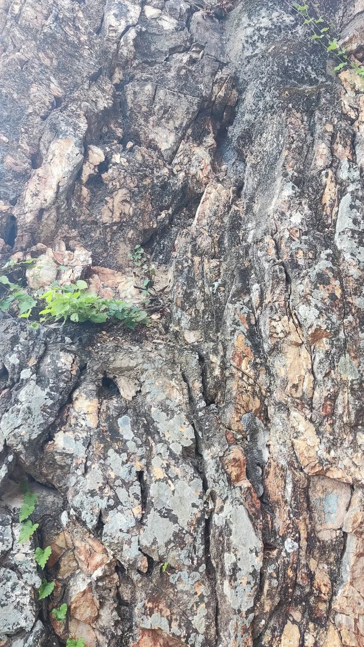 day, soil, nature, no people, plant, textured, full frame, backgrounds, rock, outdoors, high angle view, land, tree, geology, rough, growth, bedrock, close-up, beauty in nature, plant part, tranquility, tree trunk, pattern, sunlight, trunk, rock formation
