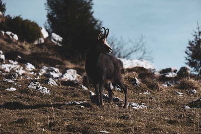 Deer standing in a field