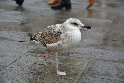 High angle view of seagull perching on footpath