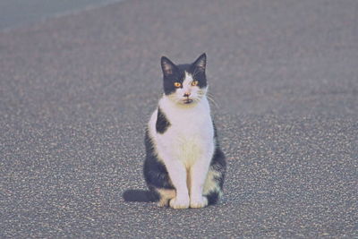 Portrait of cat