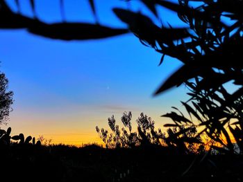 Low angle view of silhouette trees against sky during sunset