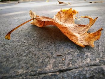 Close-up of dry maple leaves on footpath