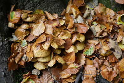 High angle view of mushrooms growing outdoors