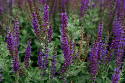 Close-up of purple lavender flowers