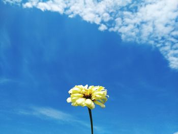 Low angle view of flowering plant against blue sky