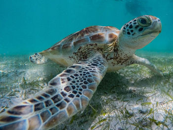 Close-up of turtle swimming in sea