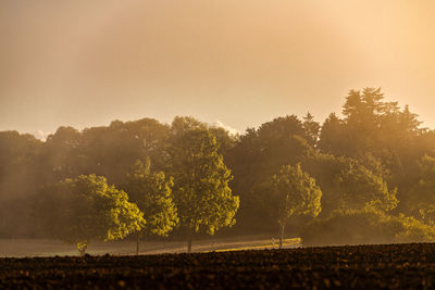 Trees on field against sky