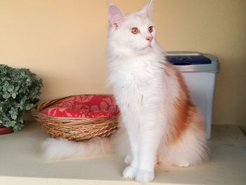 White cat looking away in basket at home