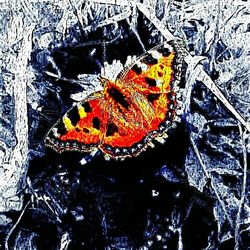 Close-up of autumn leaves