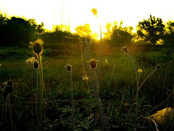 Yellow flowers growing in field