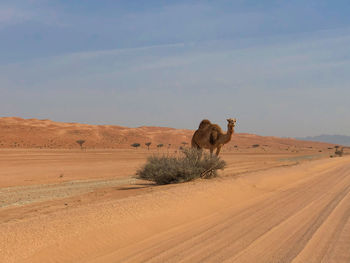 View of a horse on desert