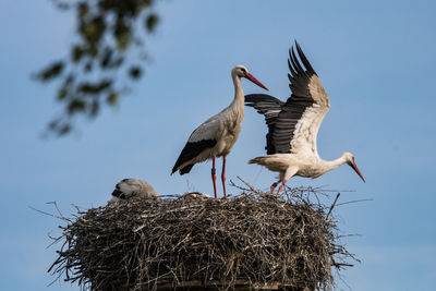 Low angle view of birds in nest against sky