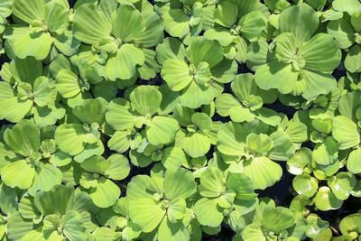 Full frame shot of green leaves on plant