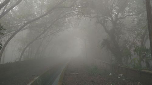 Trees in foggy weather