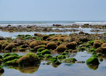 Scenic view of sea against clear sky