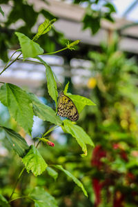 Close-up of butterfly on plant