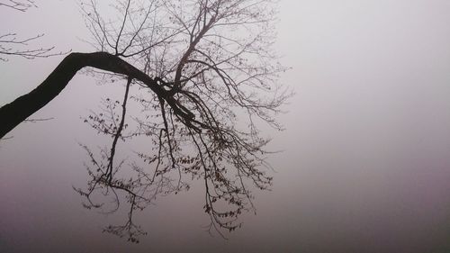 Close-up of silhouette tree against sky