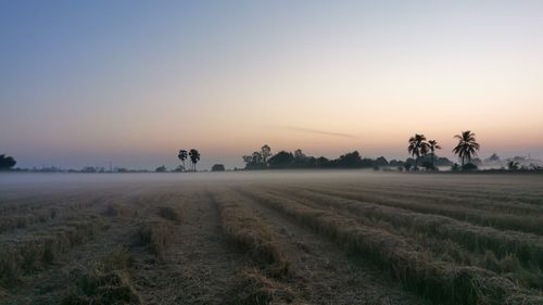 Scenic view of agricultural field against sky during sunset