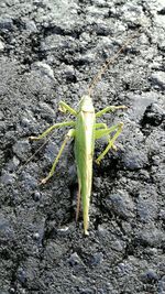 Close-up of insect