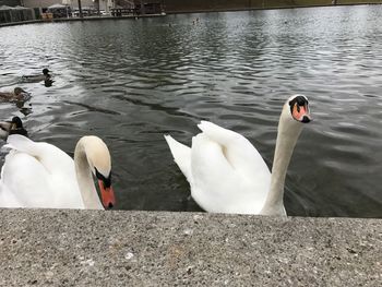 Swans swimming on lake