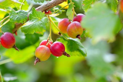 Close-up of apples on tree